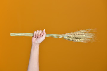 Fototapeta premium haulm