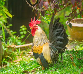 rooster on farm.  spoils a rooster in a tropical garden. beautiful birds. pets. black rooster with red scallop