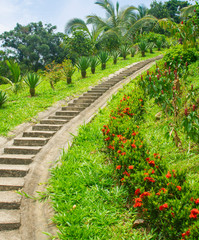 Fototapeta na wymiar path in garden. path among tropical flowers and bushes. staircase in the tropical garden. green Garden. walk in the summer garden