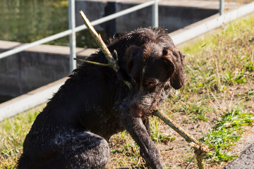 ein Jagdhund mit Stock am See