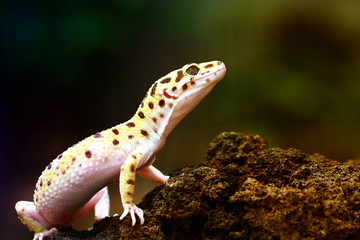 leopard gecko, tokay gecko