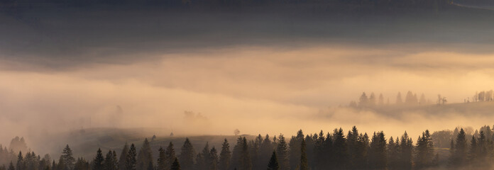 Beautiful dreamy autumn scenic panorama of foggy Carpathian mountains at early morning. Spruce forest, covered with fog on mountain hills. Wide angle shot.