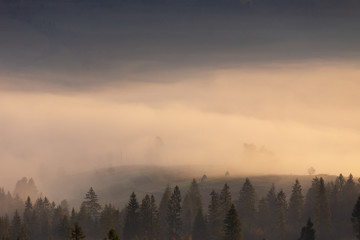 Beautiful autumn scenic panorama of foggy Carpathian mountains at early morning. Spruce forest, covered with fog on mountain hills.