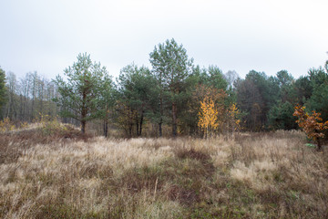 Fototapeta premium Autumn countryside landscape in fields and meadow. Lake
