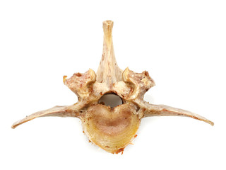 Animal vertebrae bones isolated on white background. leftover food closeup