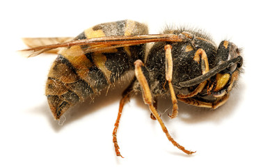 Dead bee wasp isolated on white background