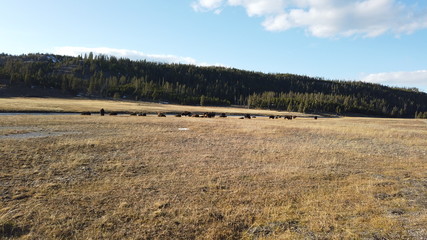 Distant bison in field in Yellowstone National Park, WY