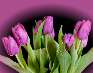 Fototapeta premium vibrant violet colored tulip flowers on black and violet blurred background, filtered image