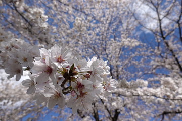 Japanese spring sakura pictures (cherry blossoms)