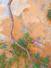 colorful flowers on weathered ocher and light blue wall background close up