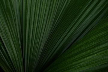 Palm leaf for text or template background or design resources