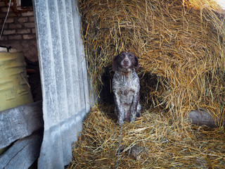 A village hunting dog lives in a haystack