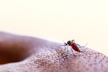 Mosquitoes are eating blood from an epidemic, Crane fly or daddy long-legs, close up. - obrazy, fototapety, plakaty