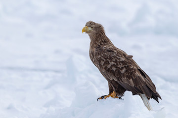 eagle