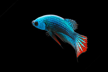 Wild betta fish, Siamese fighting fish, Pla-kad (Biting fish) isolated on black background. File contains a clipping path.