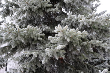 background of branches of blue spruce in hoarfrost