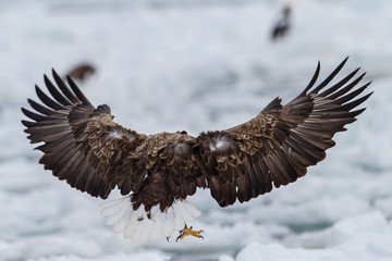 eagle