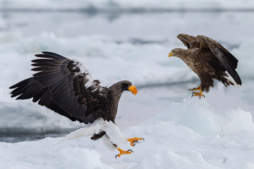 eagle