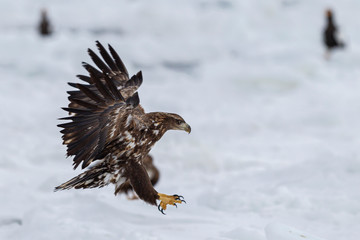 eagle
