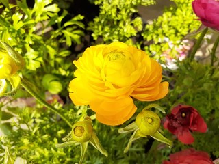 園芸店で咲いていた黄色と赤色のラナンキュラス