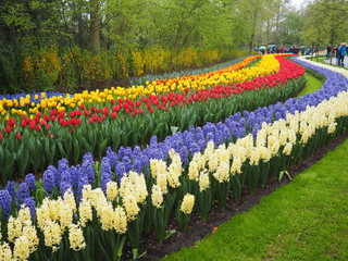 Fields of Flowers in Blooming garden