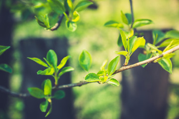 New leaves on wild aplle tree in the garden. Selective focus.