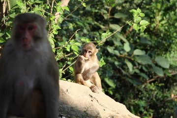 Indian Monkey