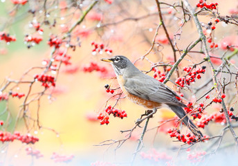 Robin with red berries