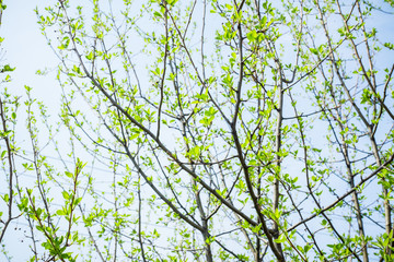 Fototapeta premium New leaves on wild aplle tree in the garden. Selective focus.