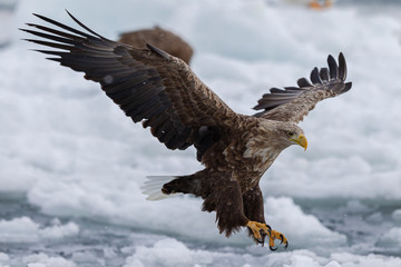 eagle