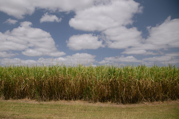 Fototapeta na wymiar Sugar cane field against a sunny sky, Queensland