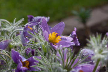 blooming purple pulsatilla with rain drops