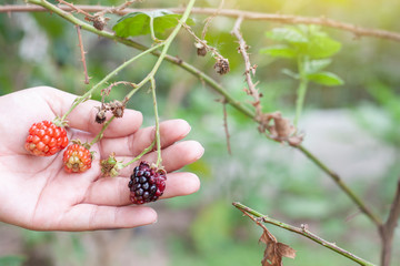 Hand of agriculturist are harvesting russia, red raspberry or rubus idaeus on tree with sunlight in the garden.
