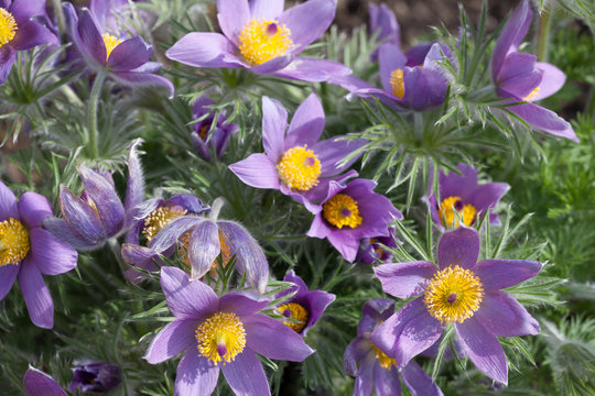 Purple pulsatilla in full bloom