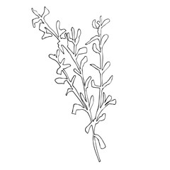 Fototapeta na wymiar Single handdrawn New year and Xmas of branch Mistletoe. Stock illustration for seasonal decoration and design posters, greetings, cards, invitations, wrapping paper, stickers.