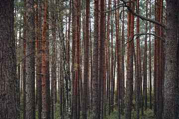 The Tall Pine Tree Forest