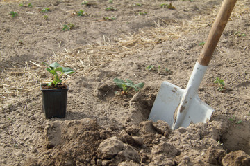 shovel sticks in the ground on a bed with strawberry seedlings. digging a garden in the spring