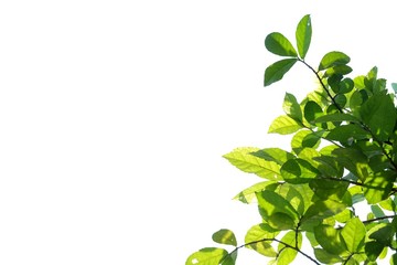 Tropical plant leaves with branches and sunlight on white isolated background for green foliage backdrop 