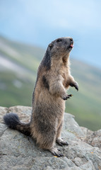 Murmeltier (Marmota) in den Alpen