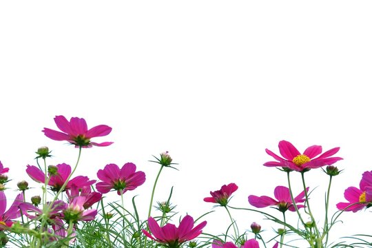 In selective focus a group of sweet purple cosmos flower blossom in a garden on white isolated background 