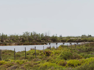 Fototapeta premium Le Parc naturel régional de Camargue en France