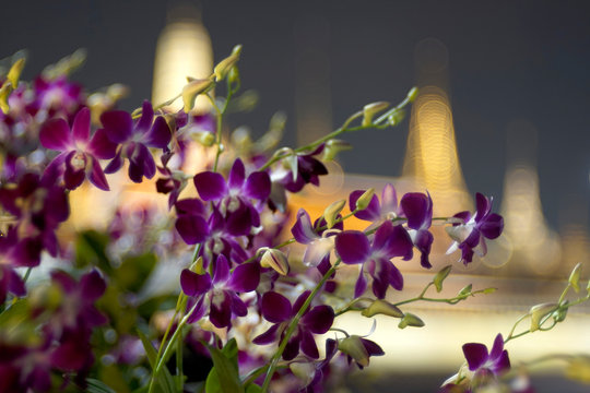 A beautiful purple orchid bunch with bubbel blur of Buddhist temple in background	