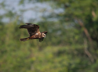 Obraz premium Marsh harrier Flying