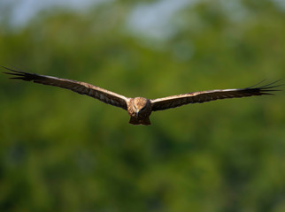 Marsh harrier Flying