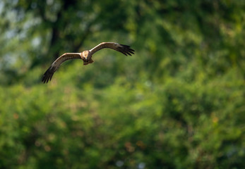 Obraz premium Marsh harrier Flying