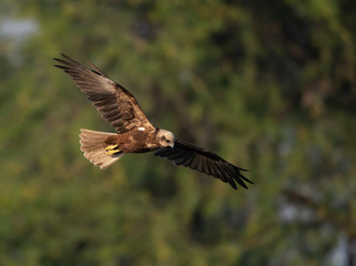 Fototapeta na wymiar Marsh harrier Flying