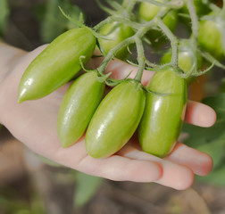  green tomatoes lie on the palm