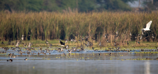 Flock of ducks landing in wetland