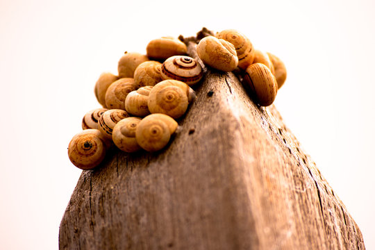 Group Of Snails On A Wooden Pilar