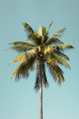 Copy space of tropical palm tree with sun light on sky background.